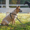 Up Country Horseshoes Dog Harness