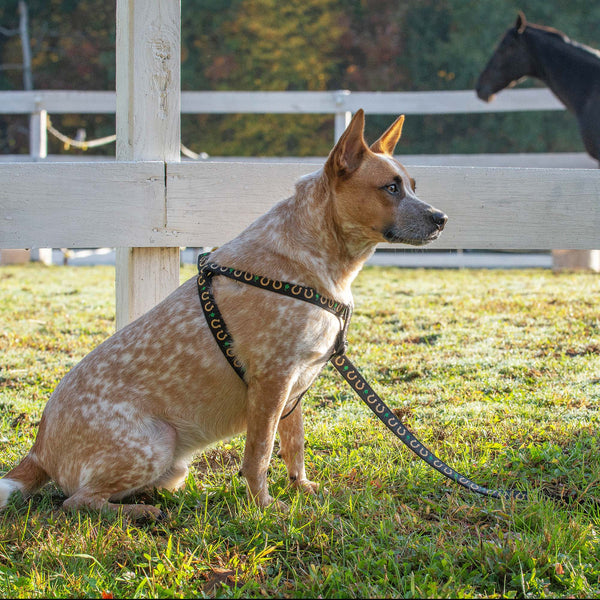 Up Country Horseshoes Dog Harness