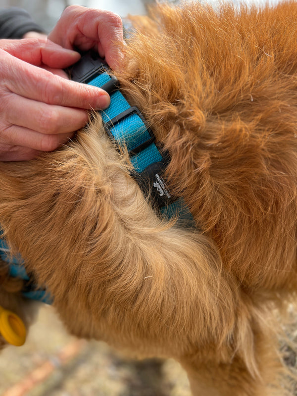 Rocky Mountain Dog AirTag Holder