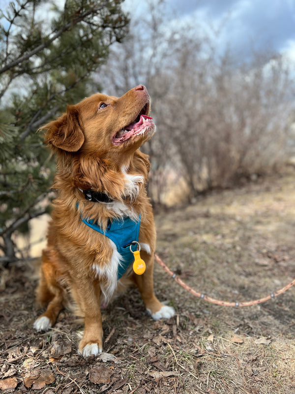 Rocky Mountain Dog AirTag Keychain Holder