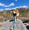 Rocky Mountain Dog Canmore All Mountain Dog Leash