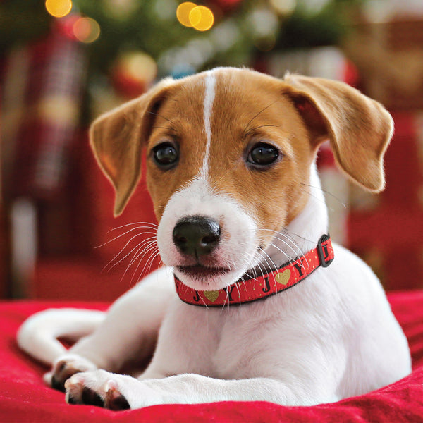 Up Country Joy Small Breed Dog Collar