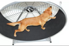 GoPet Large Breed Dog Treadwheel