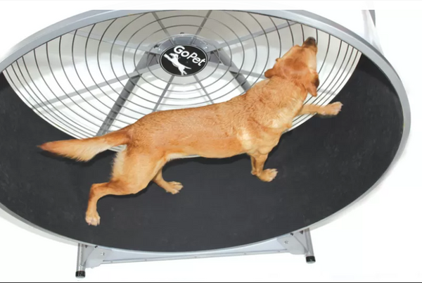 GoPet Large Breed Dog Treadwheel