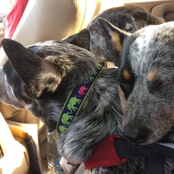 Up Country Leader of the Pach Dog Collar