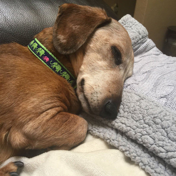 Up Country Leader of the Pach Dog Collar