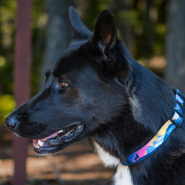 Rocky Mountain Dog V2 Canmore Alpine Dog Collar