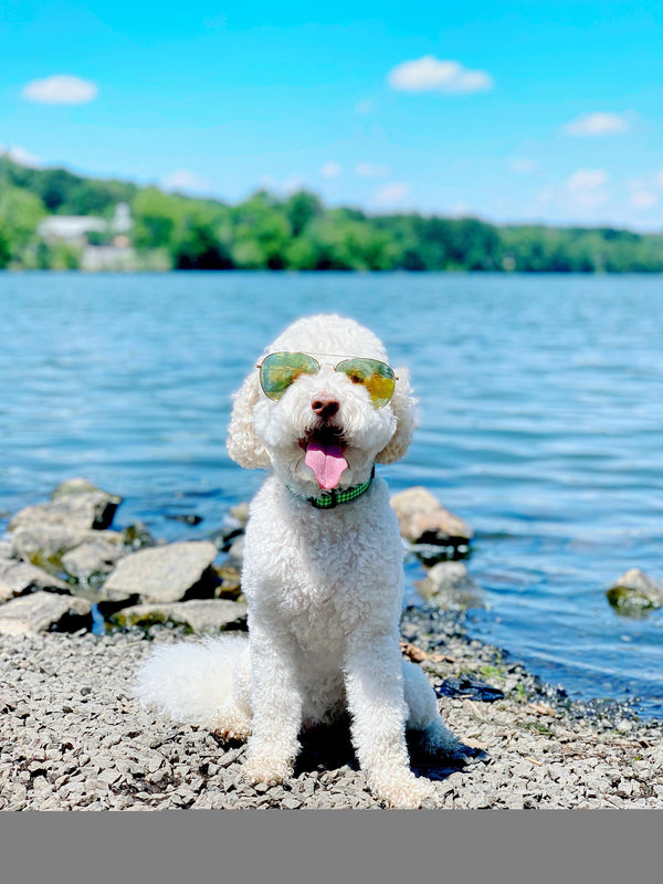 Up Country Lime Gingham Dog Collar
