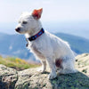 Up Country Lobster and Buoy Small Breed Dog Collar