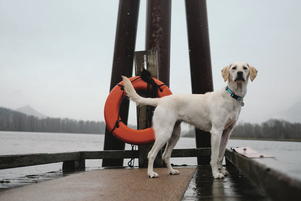 Up Country Marlin Dog Collar