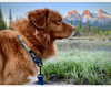 Rocky Mountain Dog Canmore Alpine Dog Collar