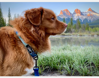 Rocky Mountain Dog Canmore Alpine Dog Collar