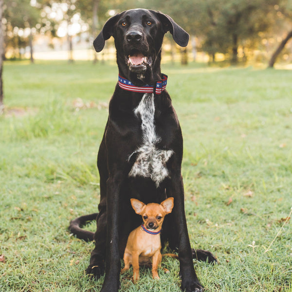 Up Country New Stars Small Breed Dog Collar