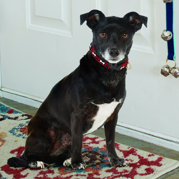 Up Country No Bones About It Small Breed Dog Collar