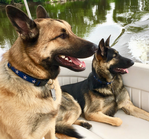 Up Country North Star Dog Collar