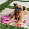 Up Country Pink Gingham Small Breed Dog Lead