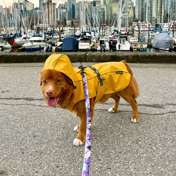 Rocky Mountain Dog PNW All Mountain Dog Leash