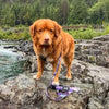 Rocky Mountain Dog PNW All Mountain Dog Leash