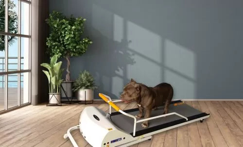 GoPet Small-Medium Breed Dog Treadmill