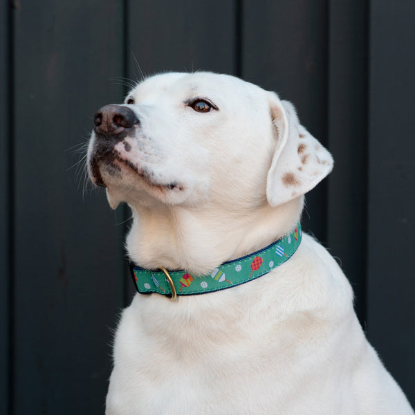 Up Country Pickleball Dog Collar