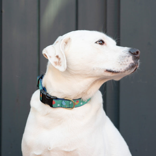 Up Country Pickleball Dog Collar