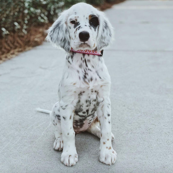 Up Country Pink Crush Dog Collar