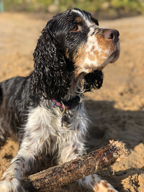 Up Country Pink Garden Dog Collar