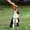 Up Country Pizza Lover Dog Harness