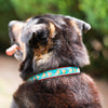 Up Country Pizza Lover Dog Collar