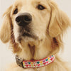 Up Country Pop Hearts Dog Collar