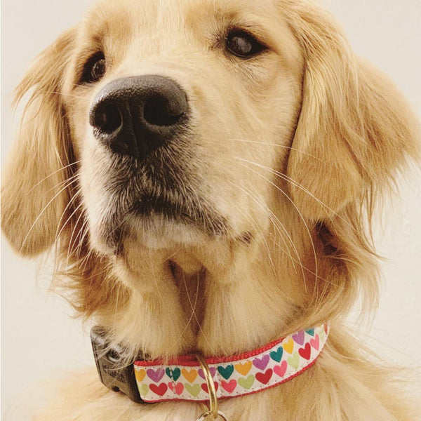 Up Country Pop Hearts Dog Collar