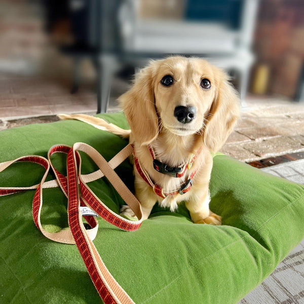 Up Country New Red Plaid Dog Collar