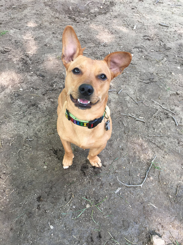Up Country Rainbones Dog Collar