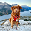 Rocky Mountain Dog Summit All-Terrain Dog Harness