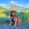 Rocky Mountain Dog The Mountain Lakes Dog Rope Leash