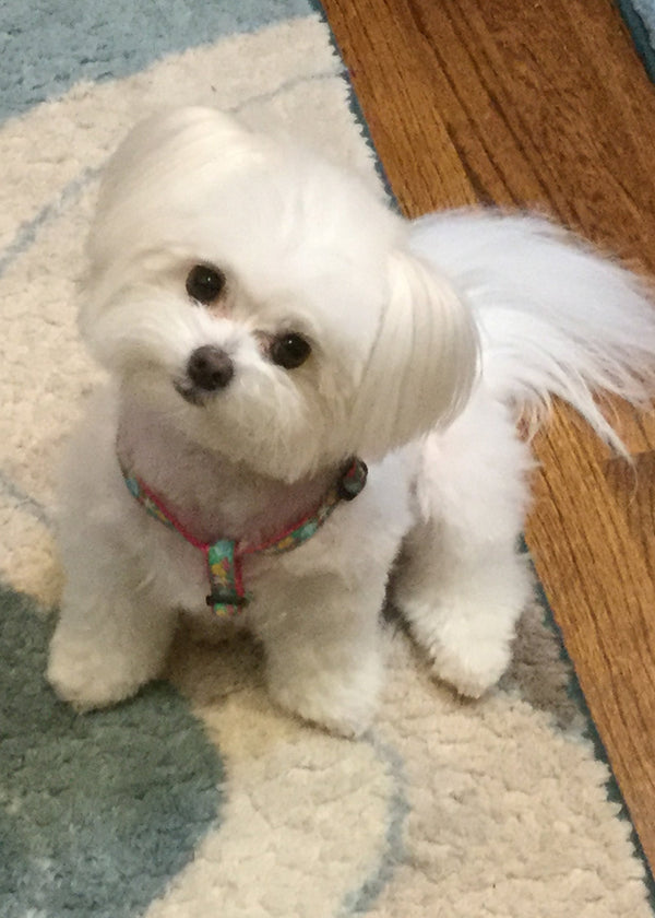 Up Country Reef Small Breed Dog Harness