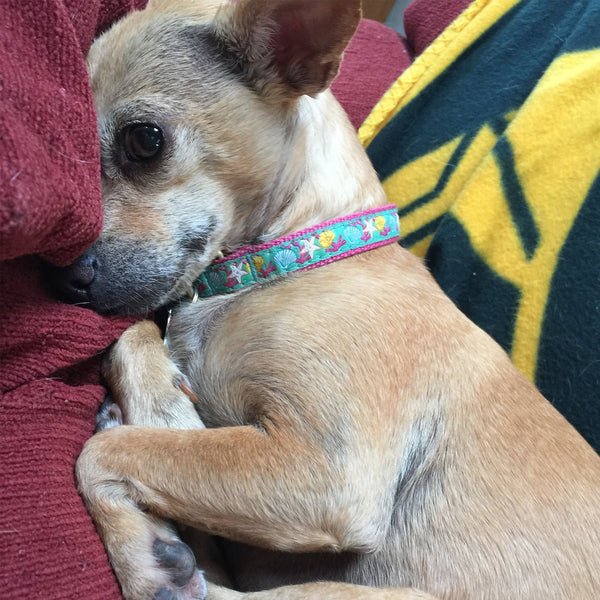 Up Country Reef Small Breed Dog Collar