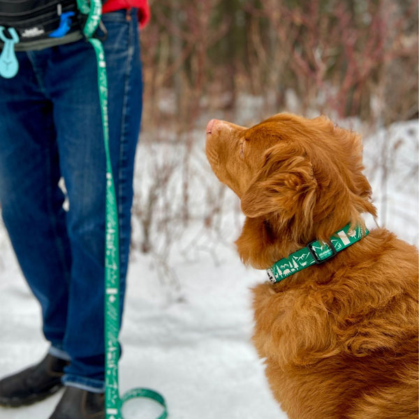 Rocky Mountain Dog Canadian Rockies Dog Collars