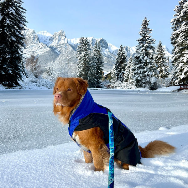 Rocky Mountain Dog Glacier Insulated Dog Parka (Winter Coat)