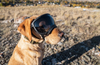 Rocky Mountain Dog V2 Extra Large Dog Goggles