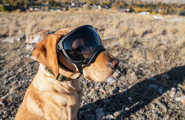 Rocky Mountain Dog V2 Extra Large Dog Goggles