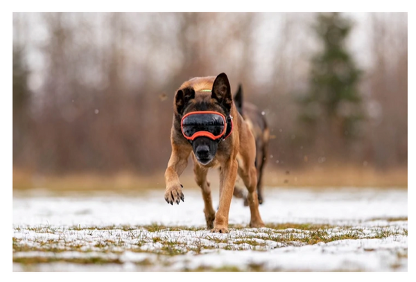 Rocky Mountain Dog V2 Extra Large Dog Goggles