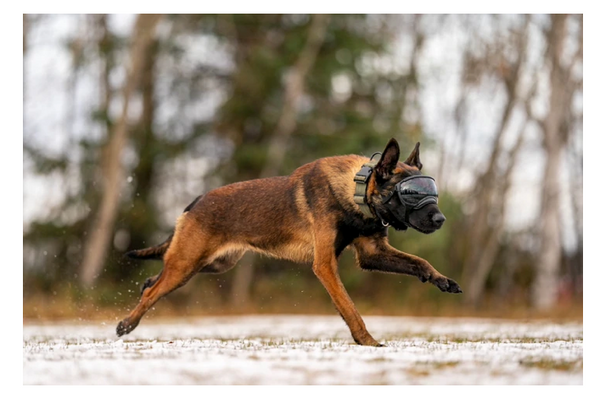 Rocky Mountain Dog V2 Large Dog Goggles