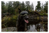 Rocky Mountain Dog V2 Large Dog Goggles