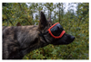 Rocky Mountain Dog V2 Large Dog Goggles