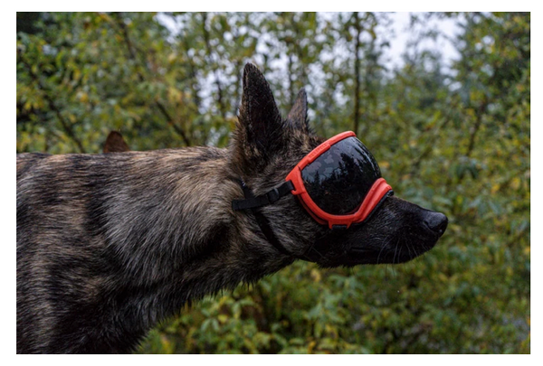 Rocky Mountain Dog V2 Medium Dog Goggles
