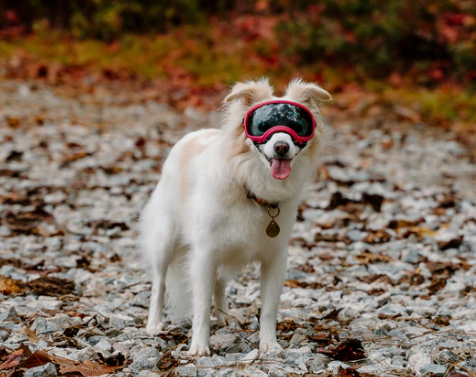 Rocky Mountain Dog V2 Extra Small Dog Goggles