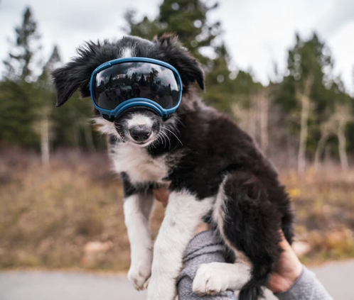 Rocky Mountain Dog V2 Small Dog Goggles