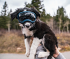 Rocky Mountain Dog V2 Extra Small Dog Goggles