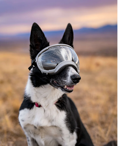Rocky Mountain Dog V2 Medium Dog Goggles